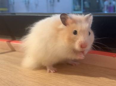 Syrian Hamster