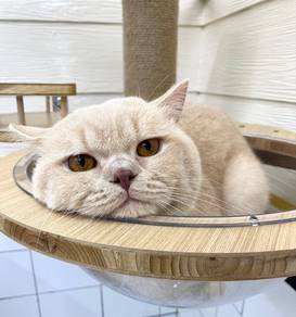 Bsh For Pet