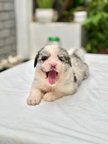 Cute BORDER COLLIE Puppies for Sale