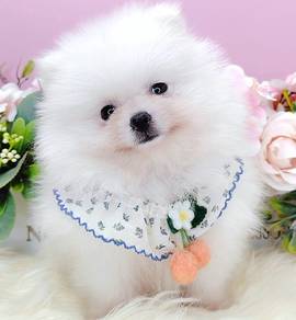 Pomeranian