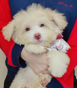 Maltipoo
