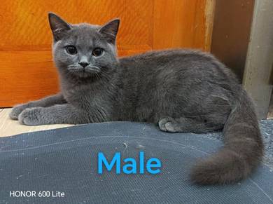 British Shorthair and British Longhair