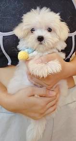 Maltese