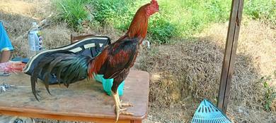 ayam pama