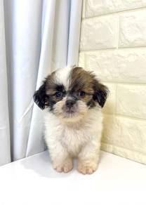 J0258 Shih Tzu Cute Long Hair Puppy