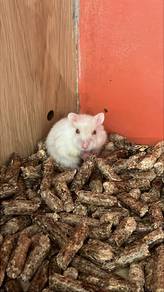 Pearl Winter White hamster for sale