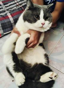 Kucing BSH