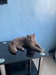 Kucing Scottish Fold Female