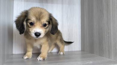 Dacshund