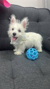Pure Breed West Highland White Terrier (M) 