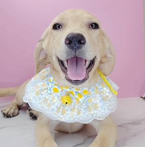 Labrador