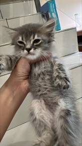 Rehome kucing