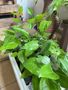 anak pokok markisa 