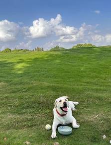 Labrador Retriever