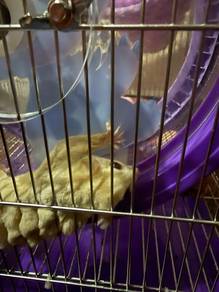 SG Rehome