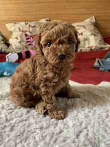 T7615 Fluffy Poodle fluffy cloud little puppy Pupp