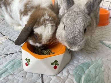 Rabbit To Rehome