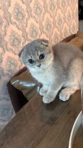 scottish fold female kitten