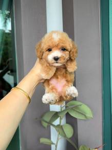 Female toy poodle puppy