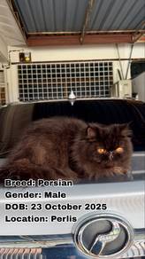 Kucing Parsi (Persian Cat)