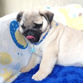 pug puppies u