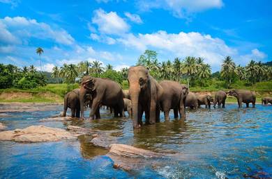 5D4N Sri Lanka Tour Package