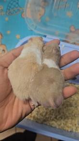 Yellow Syrian Hamster