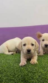 Labrador champion bloodline