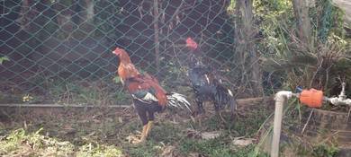 Ayam batang kaki