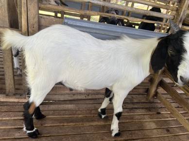Kambing Jate