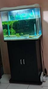 Aquarium 1.5kaki sekali ikan chaana blue plurcha