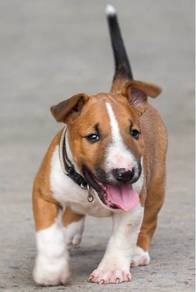 BULL TERRIER PUPPIES BT132 🐻 Boy