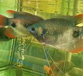 Kaloi Sabah - Big Giant Red Tail