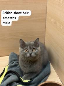 Bsh Blue
