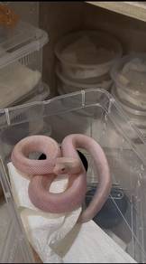 Five-gene bullsnake