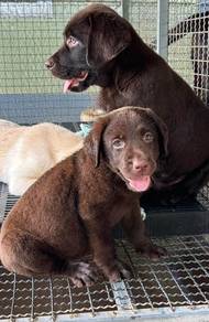 LABRADOR RETRIEVER PUPPIES G74 Good structure