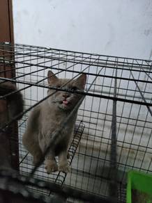 British shorthair 