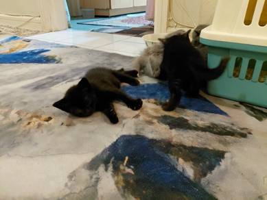 Domestic Kittens For Sale