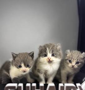 BSH x american curl female