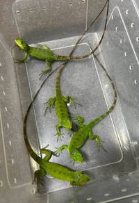 Lizard