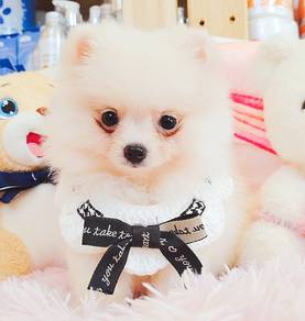 Pomeranian