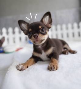 CHIHUAHUA PUPPIES VIP27🌷Head Apple Cute Dog