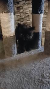 black kitten rehome 
