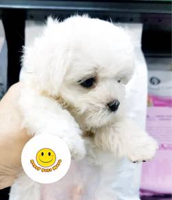 HSSHH-90011 Tiny Maltese pure breed puppy dog