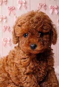 Rare red brown toy poodle Male