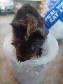 Kopi (Abyssinian Guinea Pig)