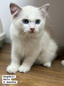 Ragdoll Untuk Dijual !!