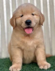 Golden retriever High Quality Male puppy