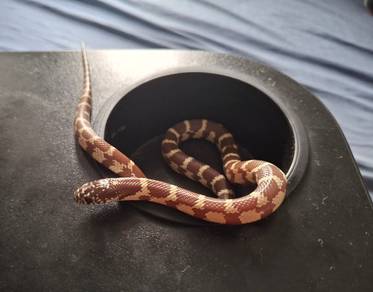 California Kingsnake brown and white