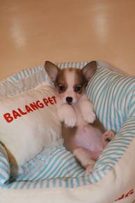 J0821 Corgi adorable little puppy